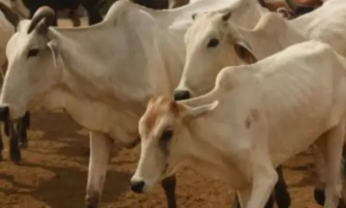 VHP Demands Stringent Cow Protection Law, Autonomy of Temples VHP Demands Stringent Cow Protection Law, Autonomy of Temples