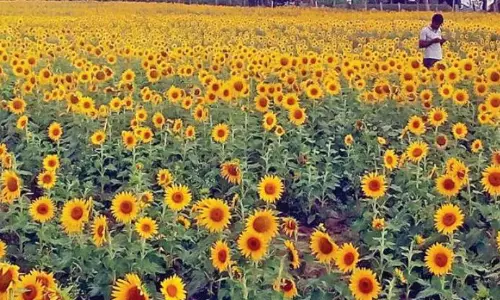 Markfed: Buying of Sunflower to Resume Soon