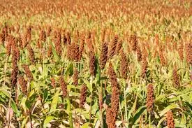 Adilabad Officials Seek Private Spaces To Store Jowar Stocks