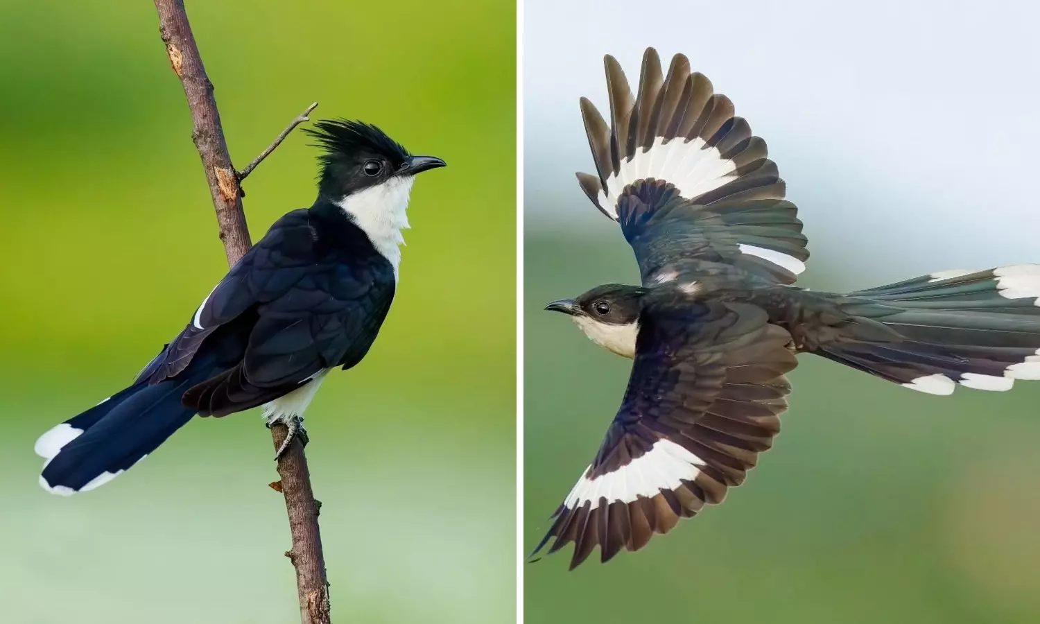 The Monsoon Bird is Here, Rains May Not Be Far Behind 1 The Monsoon Bird is Here, Rains May Not Be Far Behind