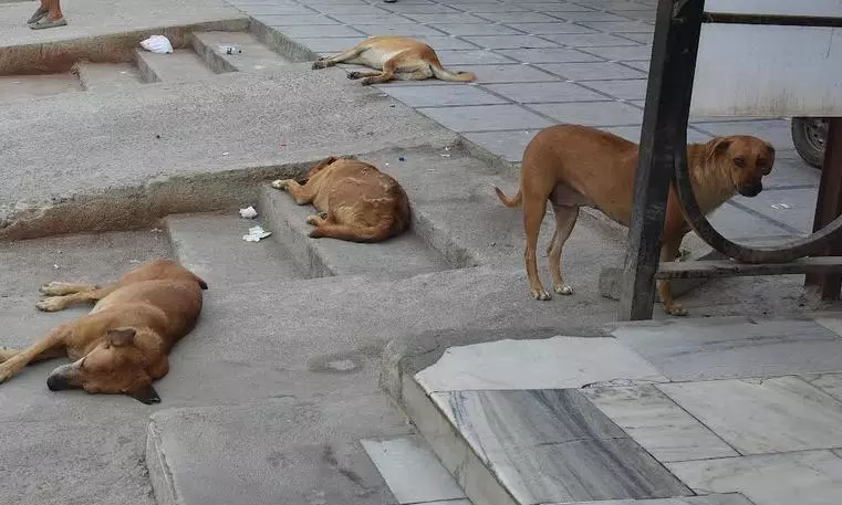 Stray Dogs Bite Off Five-year-old Boy’s Ear Stray Dogs Bite Off Five-year-old Boy’s Ear