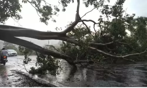 Powerful Nor’wester Wreaks Havoc In Odisha, Uproots Trees And Disrupts Traffic, Power Supply