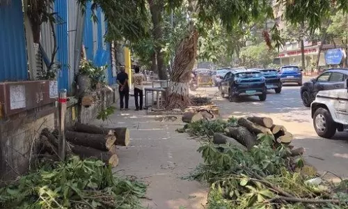 Mumbai: Teen Dies After Tree From Construction Site Crushes Autorickshaw