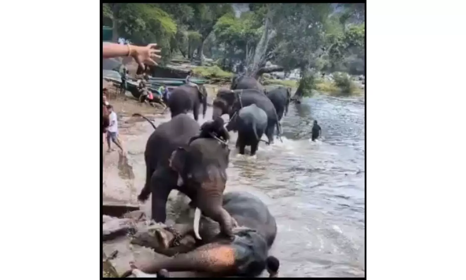 Visitor Succumbs After Elephant Falls On Her Accidentally At Dubare Camp In Kodagu Visitor Succumbs After Elephant Falls On Her Accidentally At Dubare Camp In Kodagu