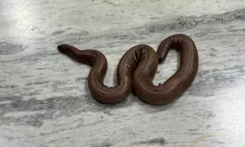 DRI Seizes 2 Indian Red Sand Boa in Warangal, 1 Held
