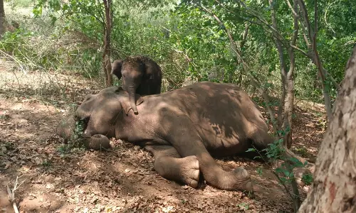 Sewage Water Discharged From Bengaluru Kills A Jumbo In Mugguru Range, Puts Wildlife In Danger