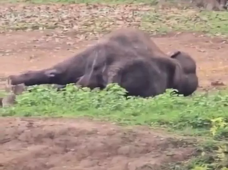 Tamed Elephant Dies Day After Clash That Killed Tourist in Kodagu Tamed Elephant Dies Day After Clash That Killed Tourist in Kodagu