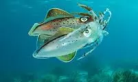 Indian Squids Can Be Gay, Says New Study Indian Squids Can Be Gay, Says New Study