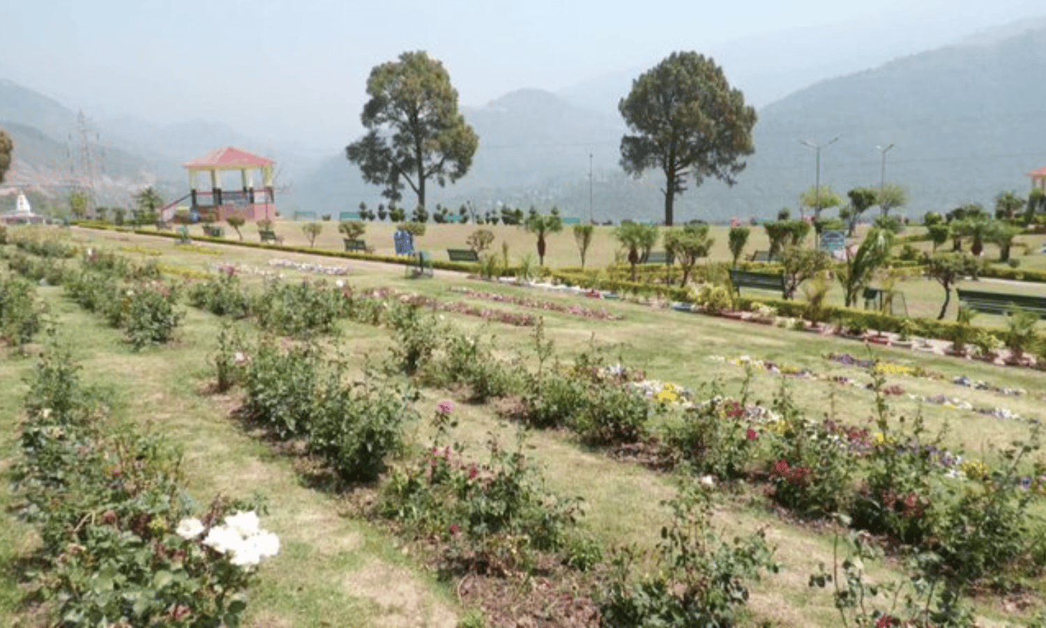 J&K: Excessive Heat Wave Impacts Flowering Season in Udhampur’s Jakhani ...
