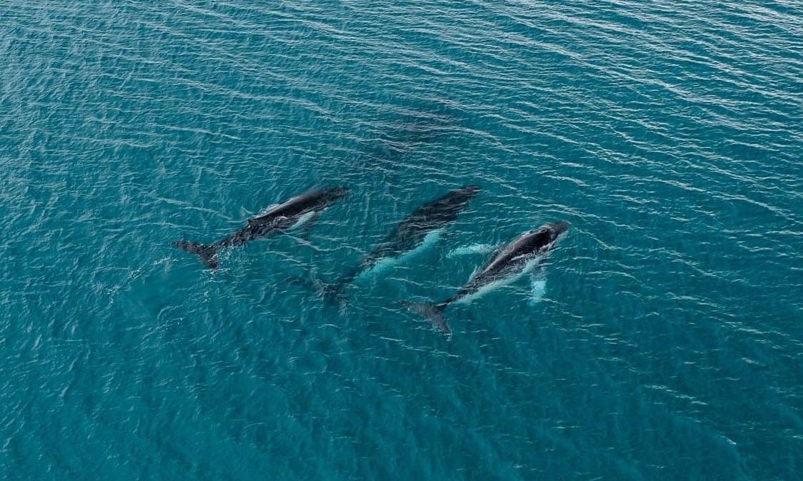 San Francisco Turns to AI to Safeguard Whales From Ship Strikes