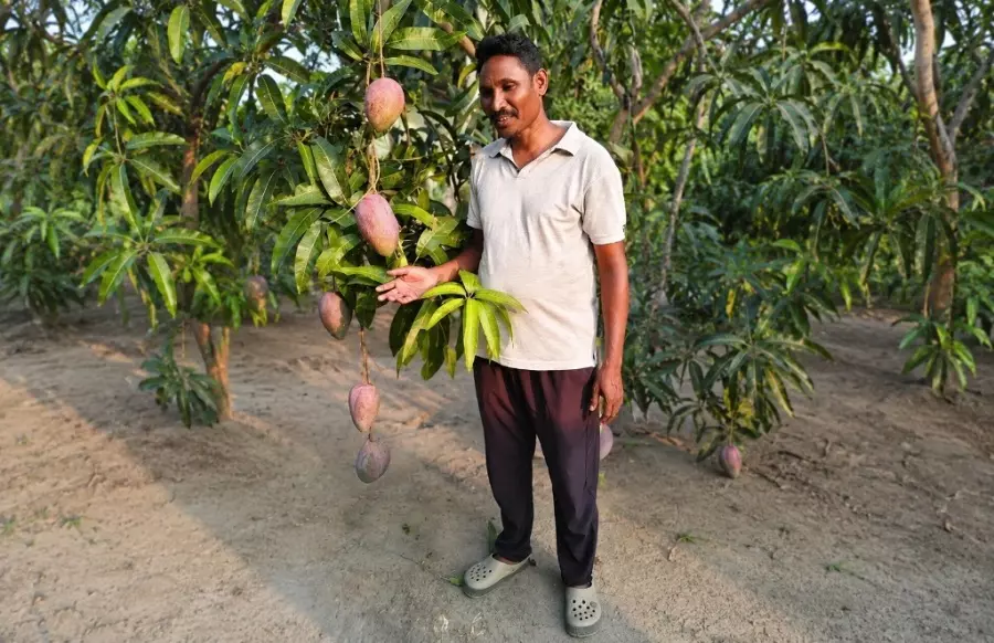 From Forest Villages to Premium Orchards: Odisha Farmers Experiment With Miyazaki Mango From Forest Villages to Premium Orchards: Odisha Farmers Experiment With Miyazaki Mango