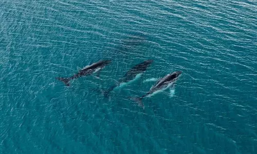 San Francisco Turns to AI to Safeguard Whales From Ship Strikes San Francisco Turns to AI to Safeguard Whales From Ship Strikes