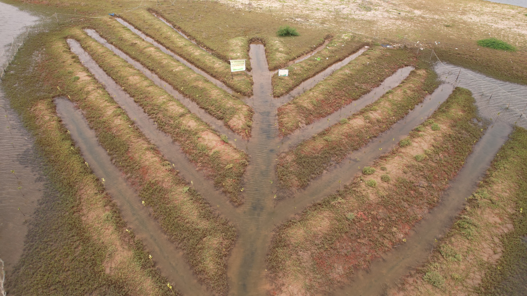 ITC Ltd Strengthens Coastal Ecology Through Mangrove Conservation