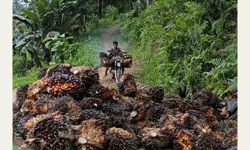 Indonesia Expands Control Over Critical Commodities, Reshaping Global Exports