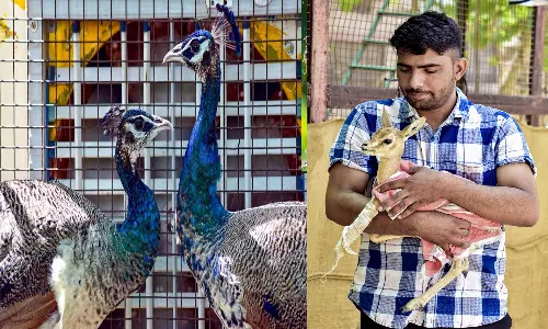 From Coolers To Sprinklers, Measures Taken To Protect Animals From Heat
