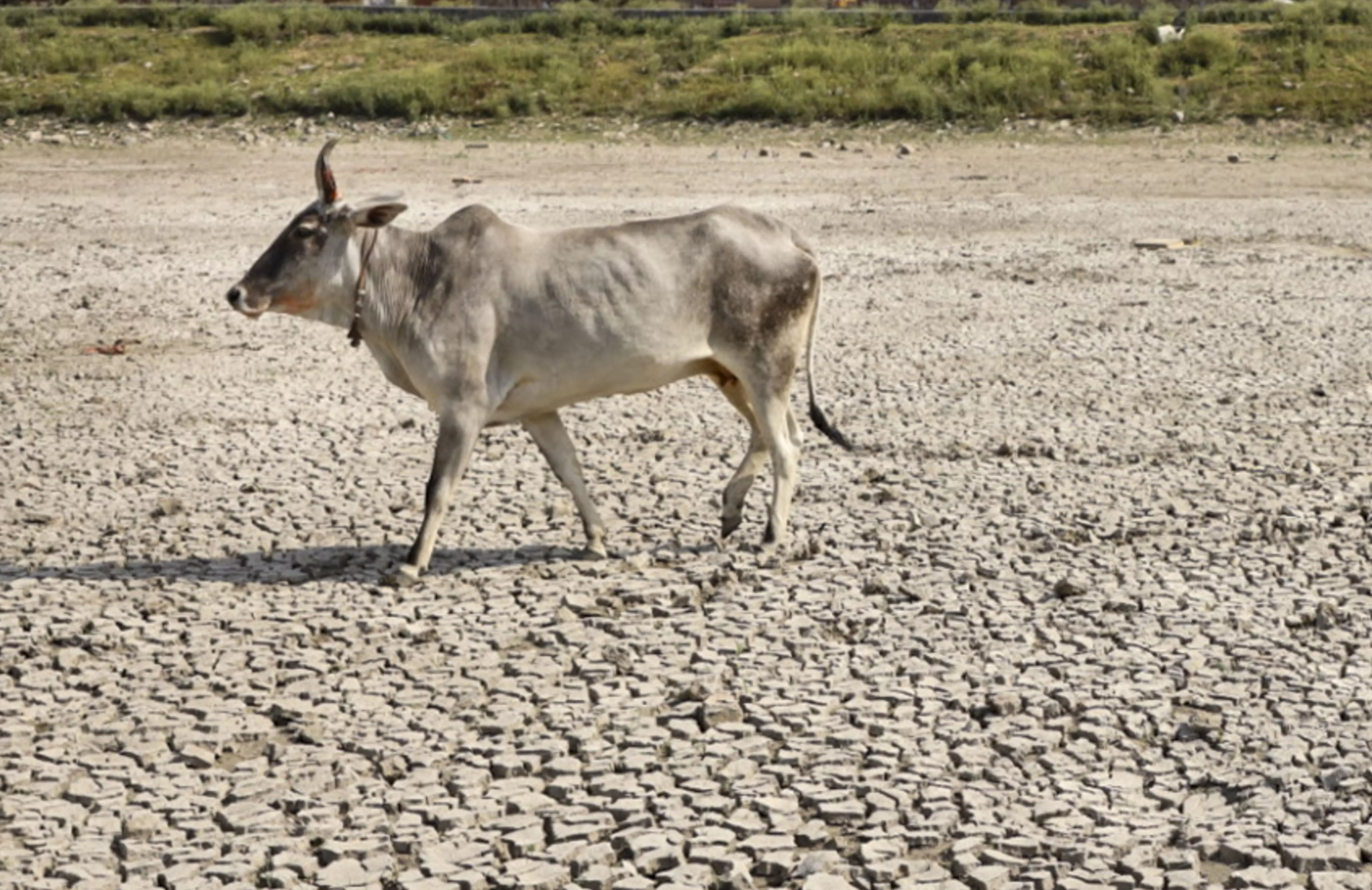UP Muslim Outfits Demand National Animal Status For Cow UP Muslim Outfits Demand National Animal Status For Cow