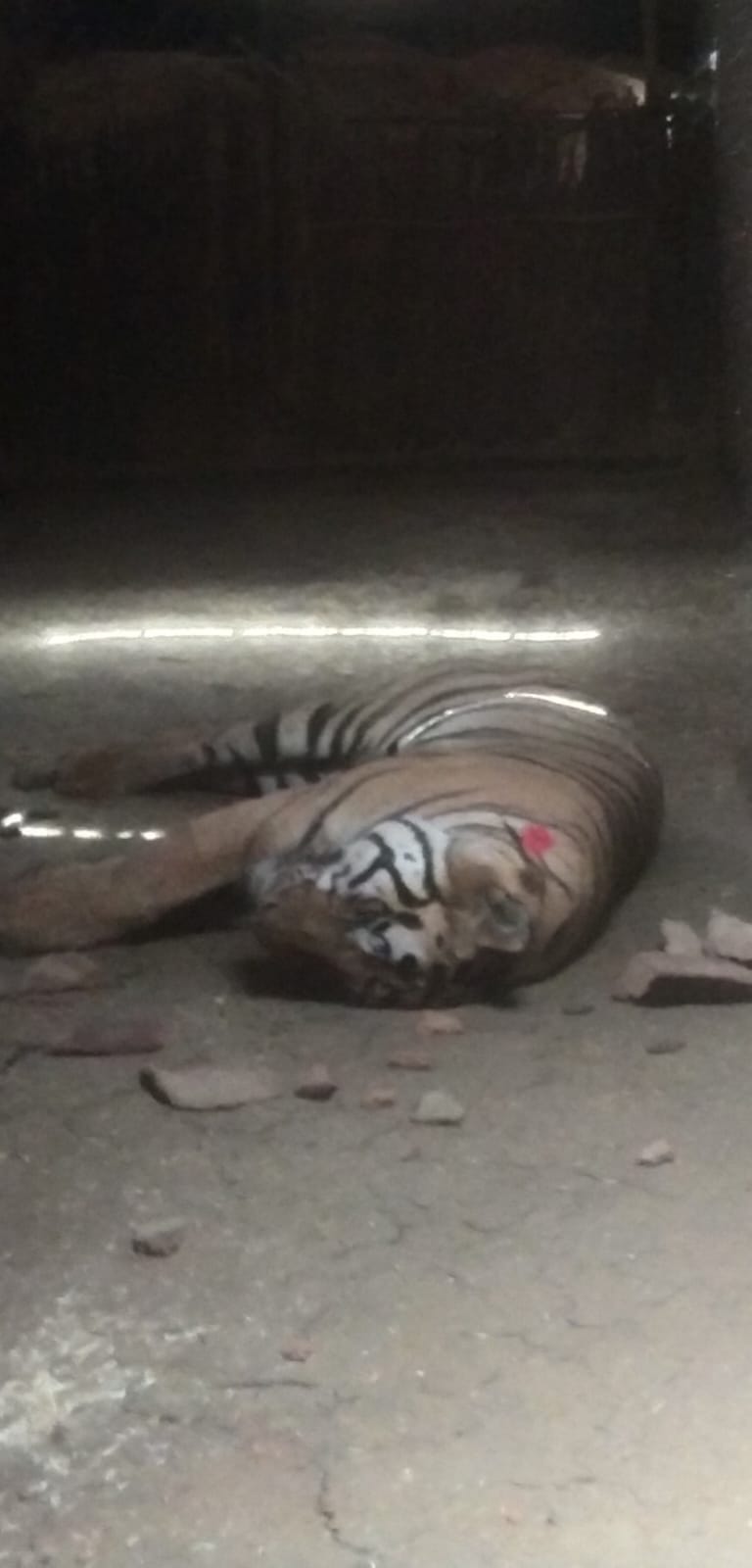 Woman Killed, 2 Others Injured In Tiger Attack In MP Reserve, Big Cat Dies Due To Suspected Overdose Of Tranquilizers, 3rd Human Death In May