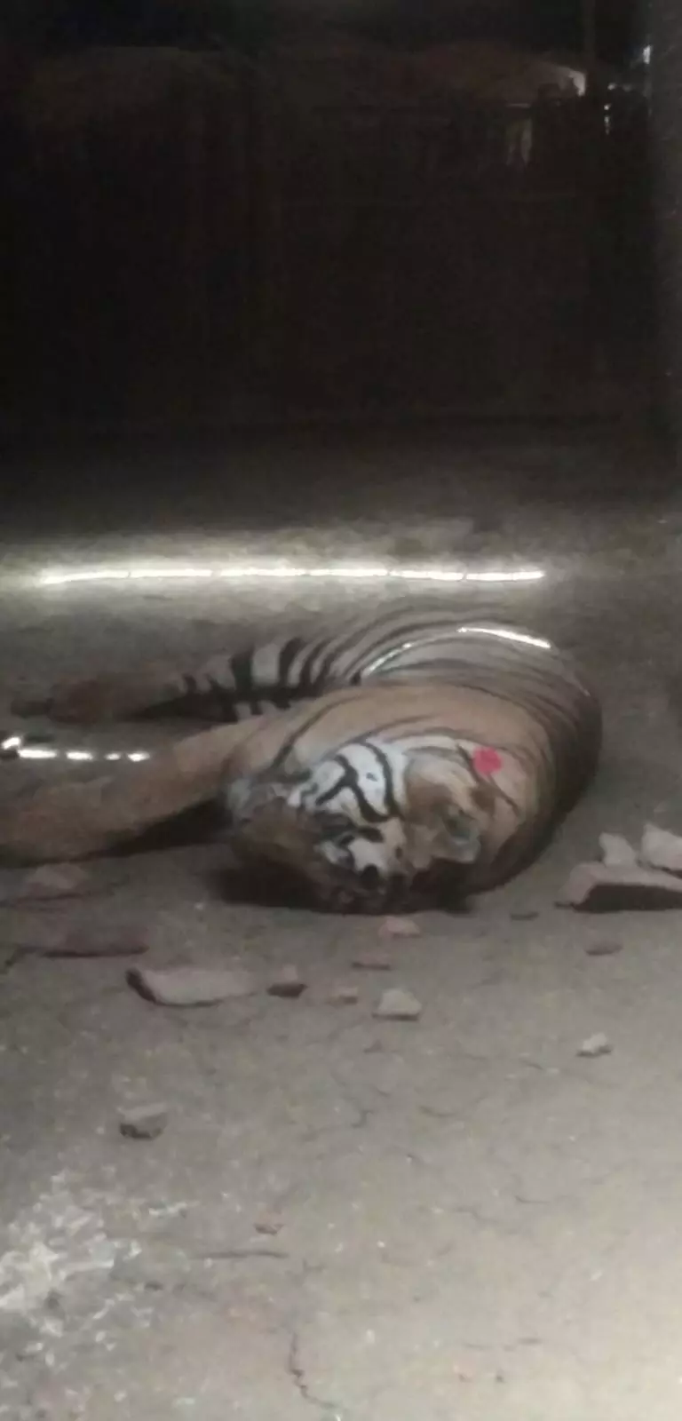 Woman Killed, 2 Others Injured In Tiger Attack In MP Reserve, Big Cat Dies Due To Suspected Overdose Of Tranquilizers, 3rd Human Death In May Woman Killed, 2 Others Injured In Tiger Attack In MP Reserve, Big Cat Dies Due To Suspected Overdose Of Tranquilizers, 3rd Human Death In May