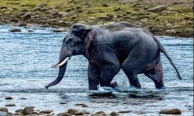 Kerala’s “Gentle Giant” Lost: Majestic Tusker “Chillikomban” Drowns in Canal