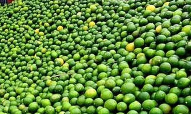 Geographical Indication Tag Sought for Ananthapuramu Lemon
