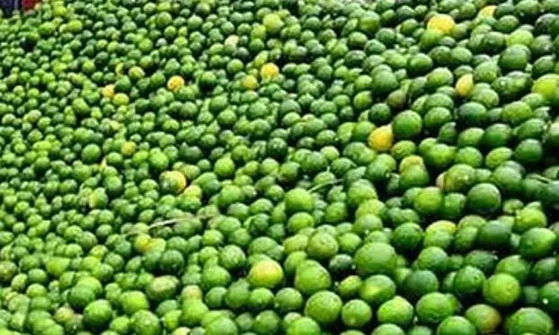 Geographical Indication Tag Sought for Ananthapuramu Lemon Geographical Indication Tag Sought for Ananthapuramu Lemon