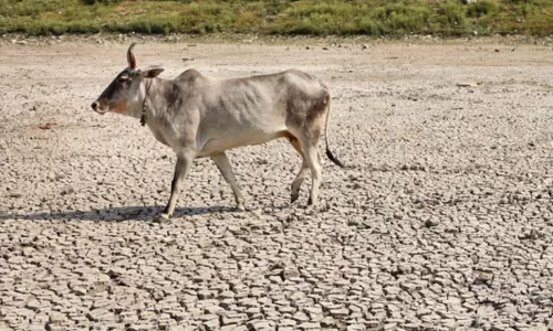 UP Muslim Outfits Demand National Animal Status For Cow