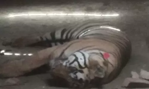 Woman Killed, 2 Others Injured In Tiger Attack In MP Reserve, Big Cat Dies Due To Suspected Overdose Of Tranquilizers, 3rd Human Death In May