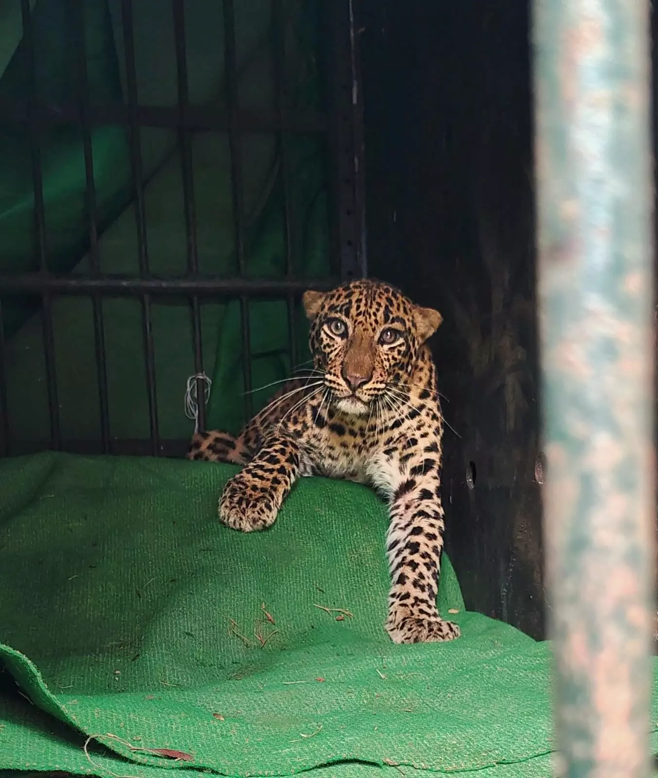 Leopard Rescued Safely from SV Veterinary University in Tirupati Leopard Rescued Safely from SV Veterinary University in Tirupati