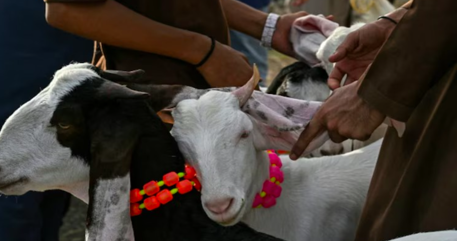 Officials Up Vigil Against Illegal Animal Slaughter Ahead of Bakrid