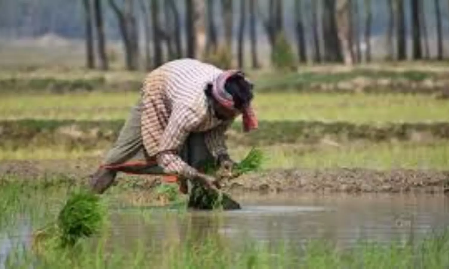 Farmers Advised to Cut Paddy Cultivation Amid Changing Climate Farmers Advised to Cut Paddy Cultivation Amid Changing Climate