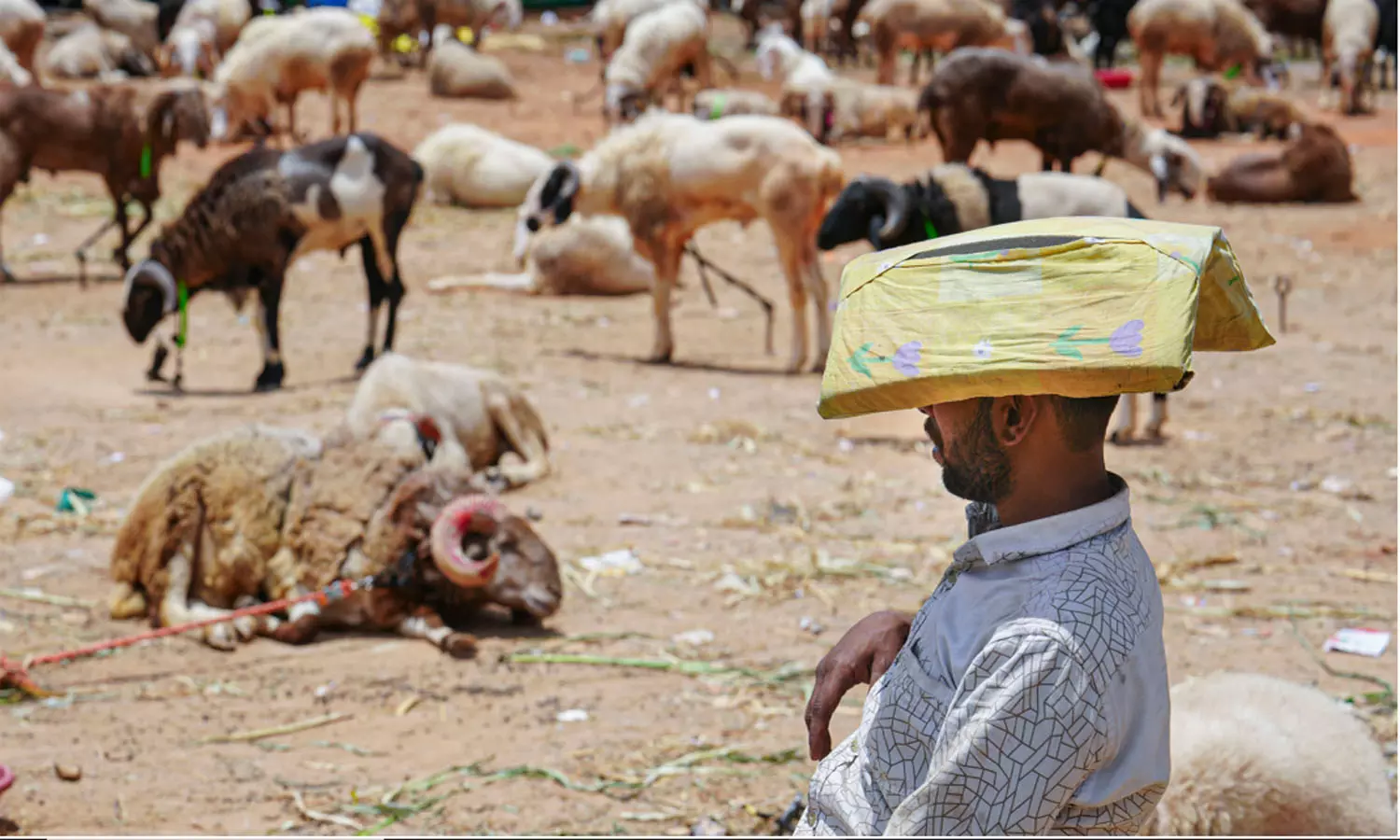 Hyderabad: Goat, Sheep Prices Soar Ahead of Bakrid Hyderabad: Goat, Sheep Prices Soar Ahead of Bakrid