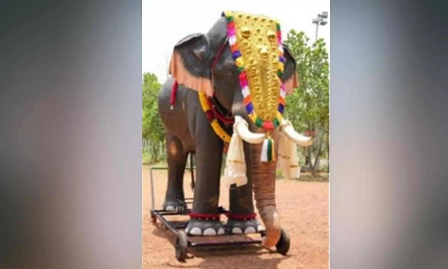 PETA Offers Mechanical Elephant To Telangana Waqf Board Ahead of Muharram PETA Offers Mechanical Elephant To Telangana Waqf Board Ahead of Muharram