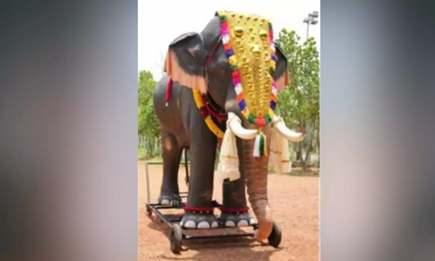 Shia Youth Oppose Mechanical Elephant For Muharram Procession in Hyderabad Shia Youth Oppose Mechanical Elephant For Muharram Procession in Hyderabad