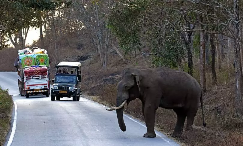 Climate Stress, Habitat Loss in Karnataka, TN, Driving Elephants Into AP Climate Stress, Habitat Loss in Karnataka, TN, Driving Elephants Into AP