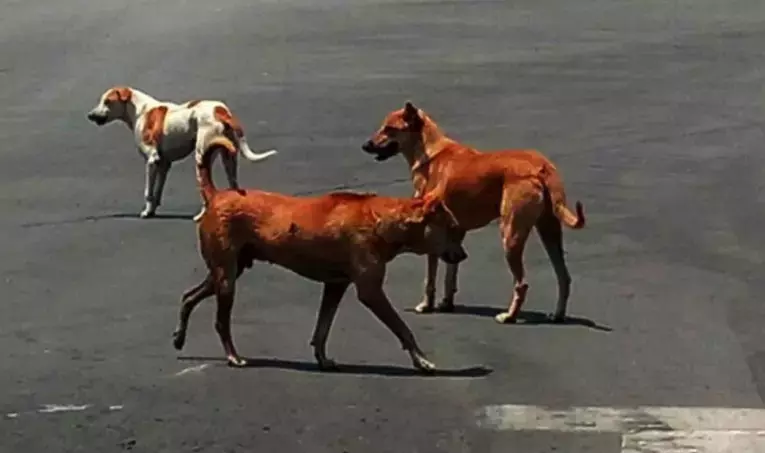 Municipal Chairman And Deputy Sued For Capturing And Relocating Stray Dogs To Forest Municipal Chairman And Deputy Sued For Capturing And Relocating Stray Dogs To Forest