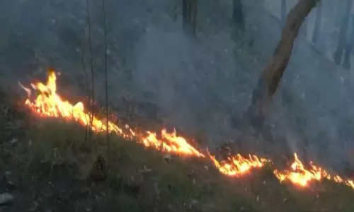 Fire Erupts Near Shimla’s Boileauganj Mental Hospital, 1,000 Sq Ft Affected