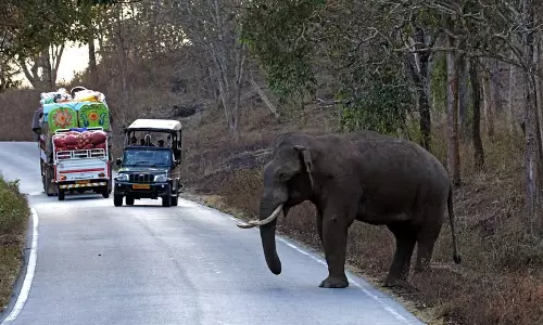 Chhattisgarh: USA-Based Tech Journal, MIT Technology Review, Features C’garh AI Elephant Alert project Chhattisgarh: USA-Based Tech Journal, MIT Technology Review, Features C’garh AI Elephant Alert project