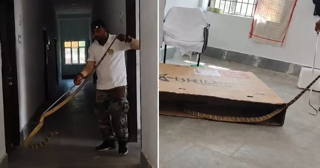 7-Foot King Cobra Rescued From School Campus In Odisha’s Angul 7-Foot King Cobra Rescued From School Campus In Odisha’s Angul