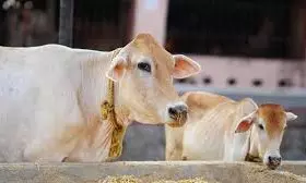 TN Govt Sanctions Rs 57 Cr to Distribute Free Milch Cows to Rural Women TN Govt Sanctions Rs 57 Cr to Distribute Free Milch Cows to Rural Women
