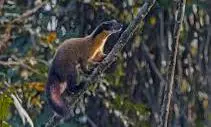 New Yellow-Throated Marten Found In Assams Kaziranga National Park New Yellow-Throated Marten Found In Assams Kaziranga National Park