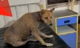 Stray Dogs Occupying Hospital Beds in Odisha Sparks Outrage Over Facility Management Stray Dogs Occupying Hospital Beds in Odisha Sparks Outrage Over Facility Management
