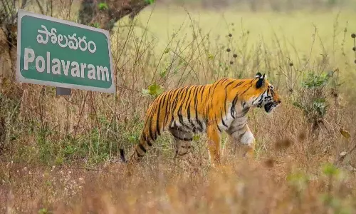 Massive 80-Member Hunt For Tiger Massive 80-Member Hunt For Tiger
