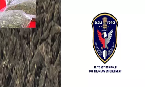 EAGLE Busts Intl Drug Racket, Hydroponic Weed Worth Rs 12 Cr Seized EAGLE Busts Intl Drug Racket, Hydroponic Weed Worth Rs 12 Cr Seized