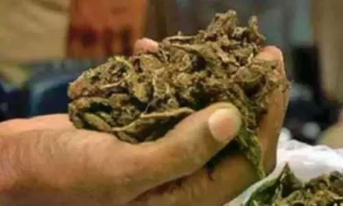 Excise STF Seizes Ganja, Cannabis Tablets In Nizampet; One Held Excise STF Seizes Ganja, Cannabis Tablets In Nizampet; One Held