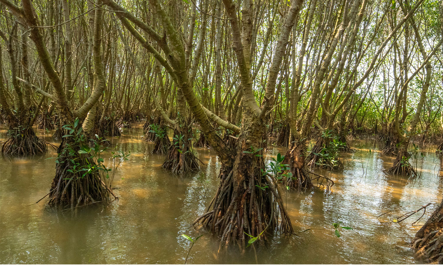 Regenerating Odisha’s Mangroves, Boosting Coastal Climate, and Aiding Communities Sustainably