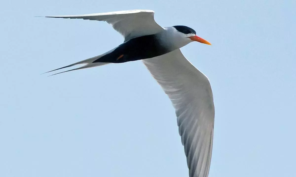 Delhi Worlds Second-Richest Capital For Avian Diversity, Hosts 471 Bird Species Delhi Worlds Second-Richest Capital For Avian Diversity, Hosts 471 Bird Species