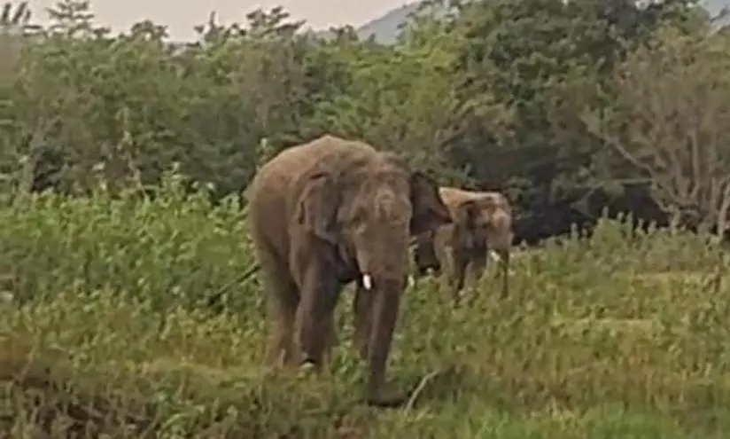 Elephant Herd Damages Crops, Causes Concern In Tirupati District Elephant Herd Damages Crops, Causes Concern In Tirupati District