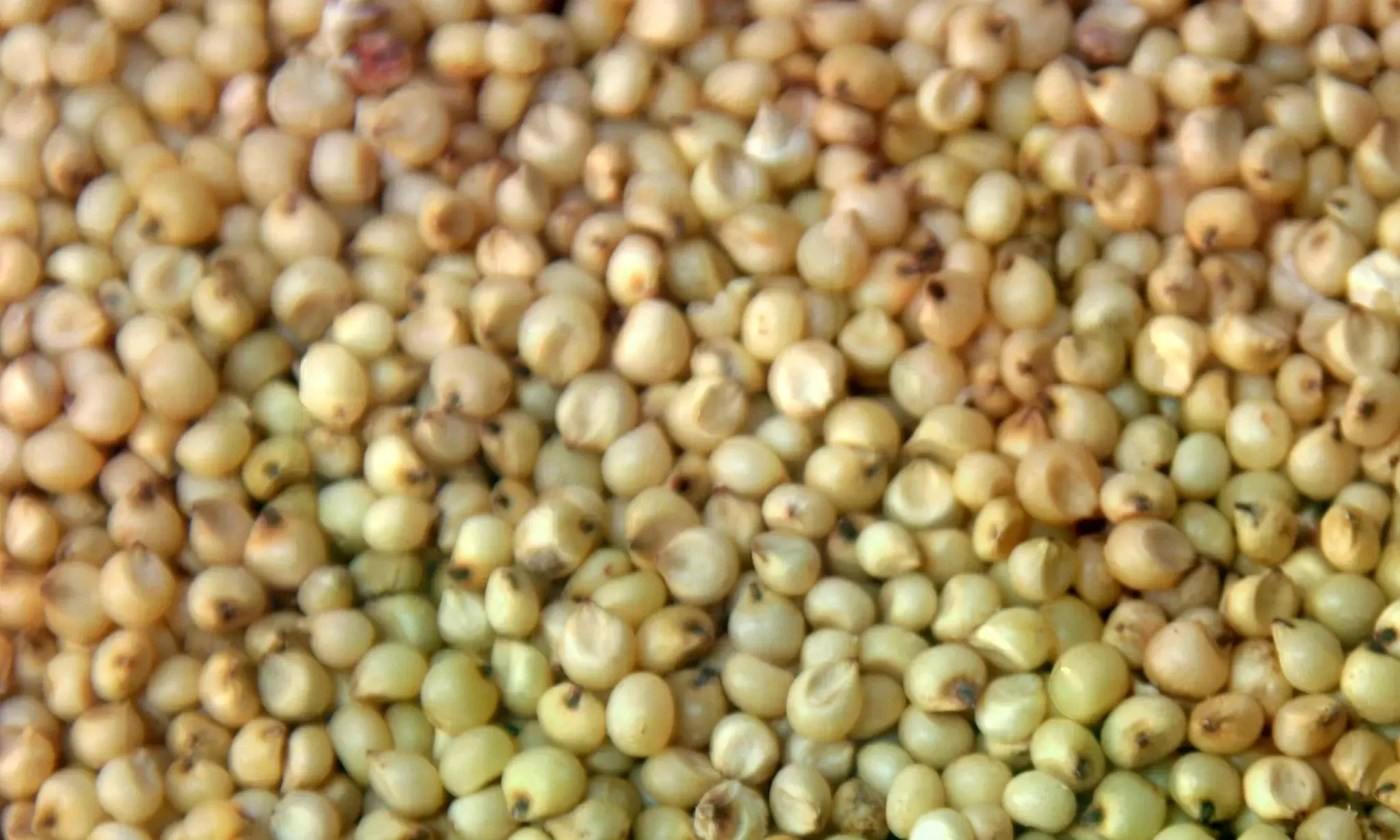 Adilabad Records High Jowar Procurement in Rabi Adilabad Records High Jowar Procurement in Rabi