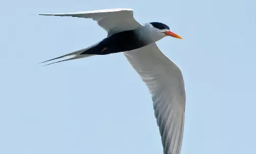 Delhi Worlds Second-Richest Capital For Avian Diversity, Hosts 471 Bird Species