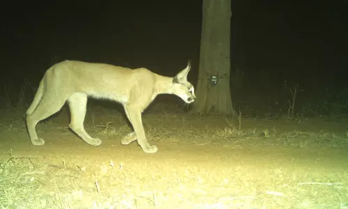 Rare Caracal Sighted In Kuno National Park, 4th Endangered Species Reappear In Wildlife Sanctuary After Introduction Of Cheetahs Rare Caracal Sighted In Kuno National Park, 4th Endangered Species Reappear In Wildlife Sanctuary After Introduction Of Cheetahs